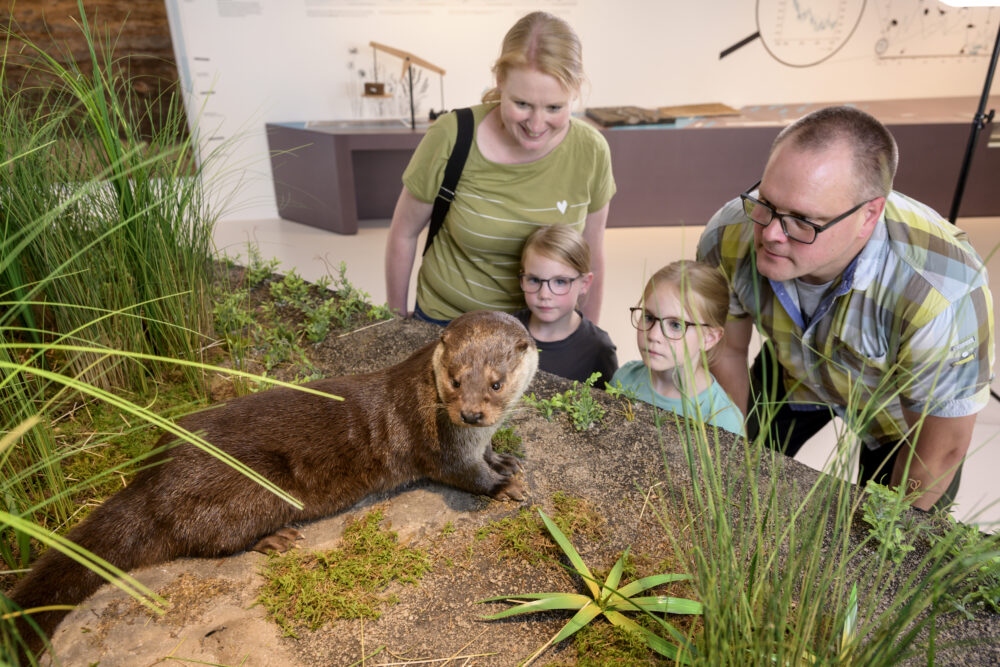 Familie betrachtet Fischotter in der Dauerausstellung des Museums am Schölerberg