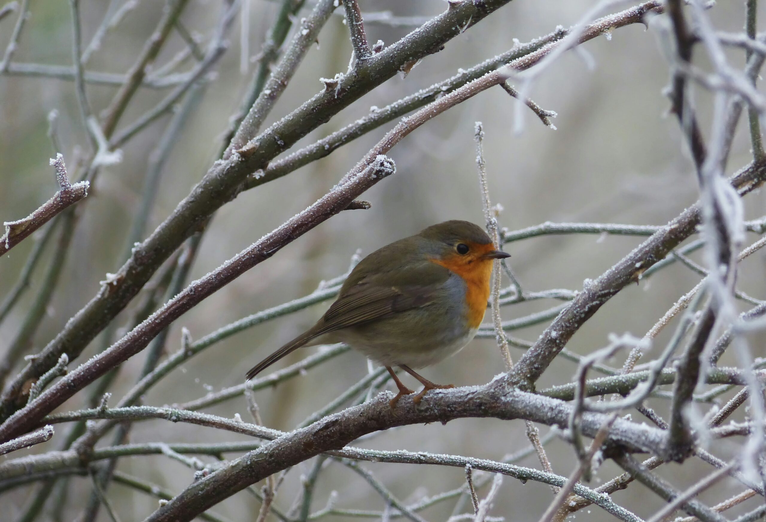 Rotkehlchen im Winter (c) Jack Blueberry via Unsplash