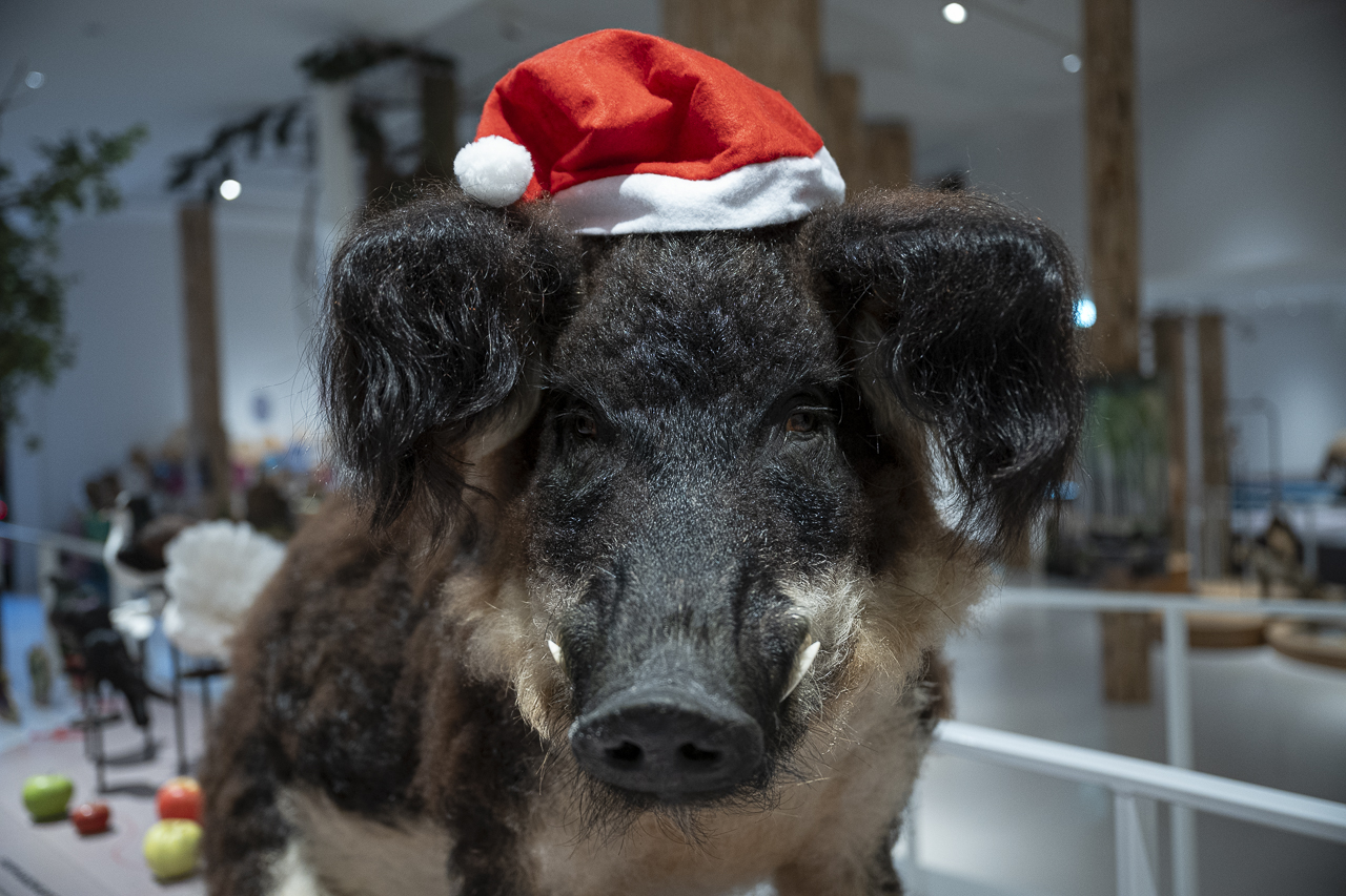 Wollschwein mit Weihnachtsmütze © Angela von Brill