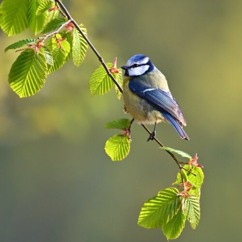 Die heimische Vogelwelt und ihr Gesang