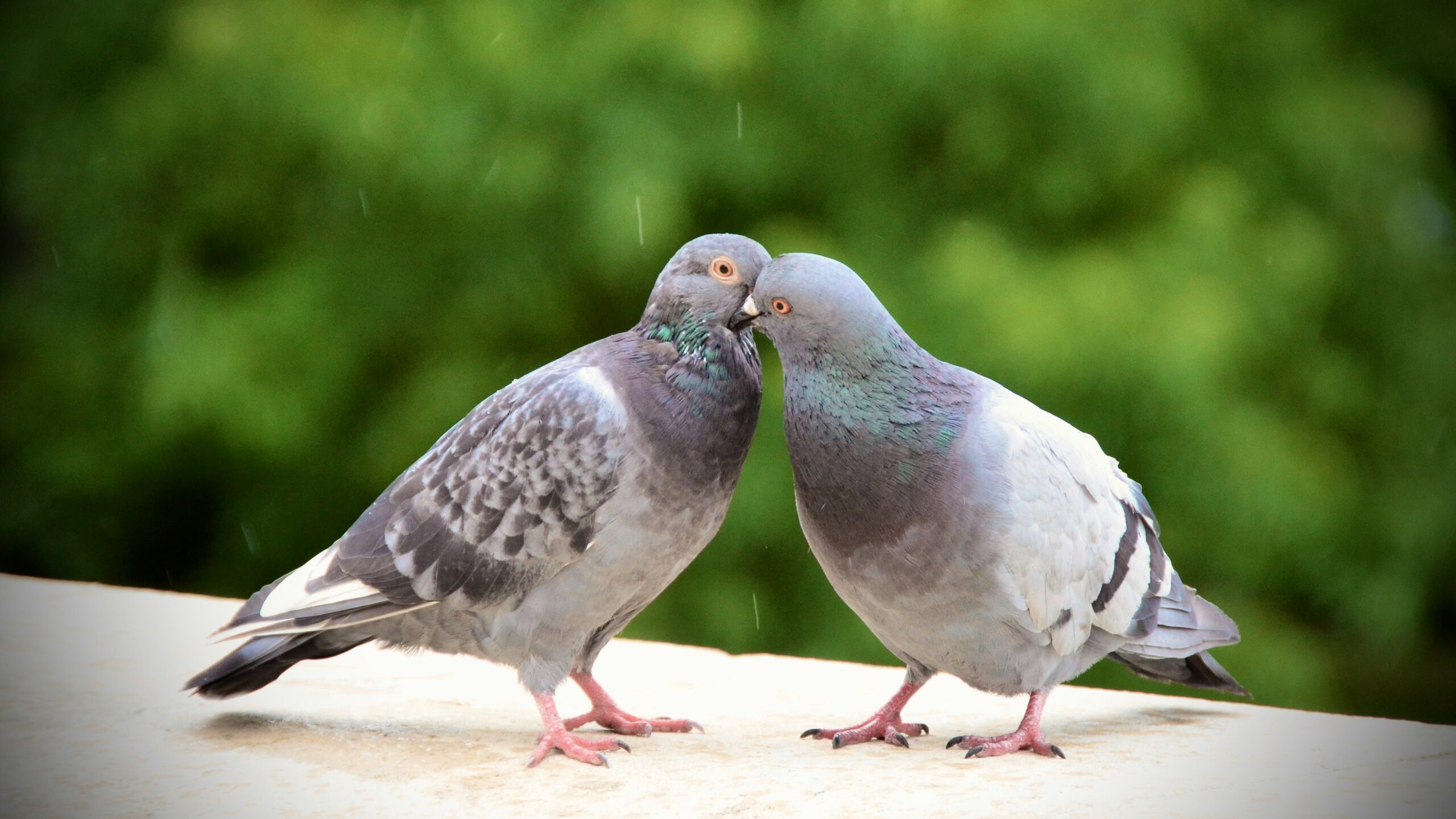 Das Liebesleben der Vögel